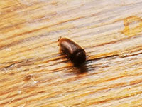 Woodworm Services, we treat woodworm across the South West of England, including Devon, Cornwall and Somerset.